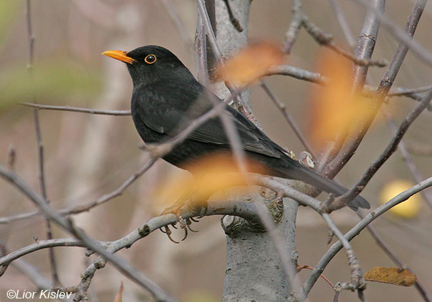  שחרור Eurasian Blackbird  Turdus merula                                       בוקעתה צפון הגולן,דצמבר2007.
